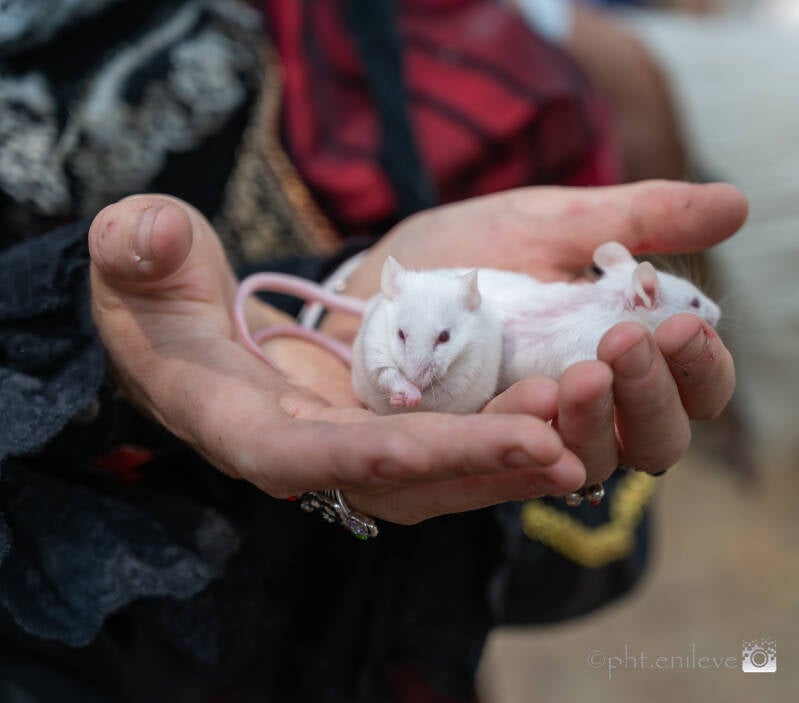 geek-village-zondag-08-2026-41-standard-42xk73.jpg