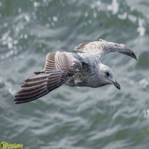 Seagull-8.jpg