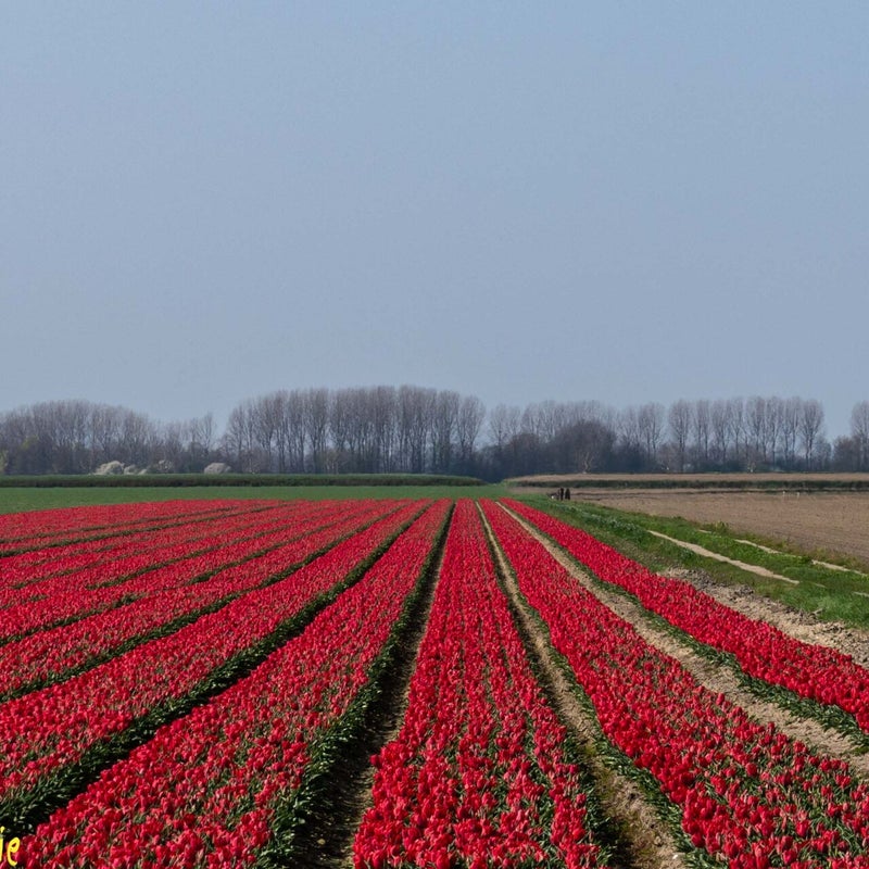 Tulpen-13.jpg