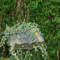 Cemeteryofthedog-12.jpg
