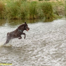 HondenspelDrunenseduinen-15-1.jpg