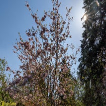 ArboretumKalmthout-8.jpg