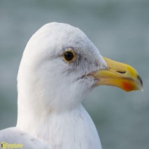 Seagull-17.jpg