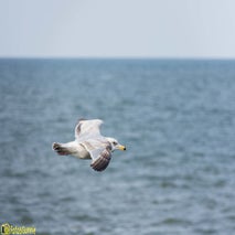 Seagull-14.jpg