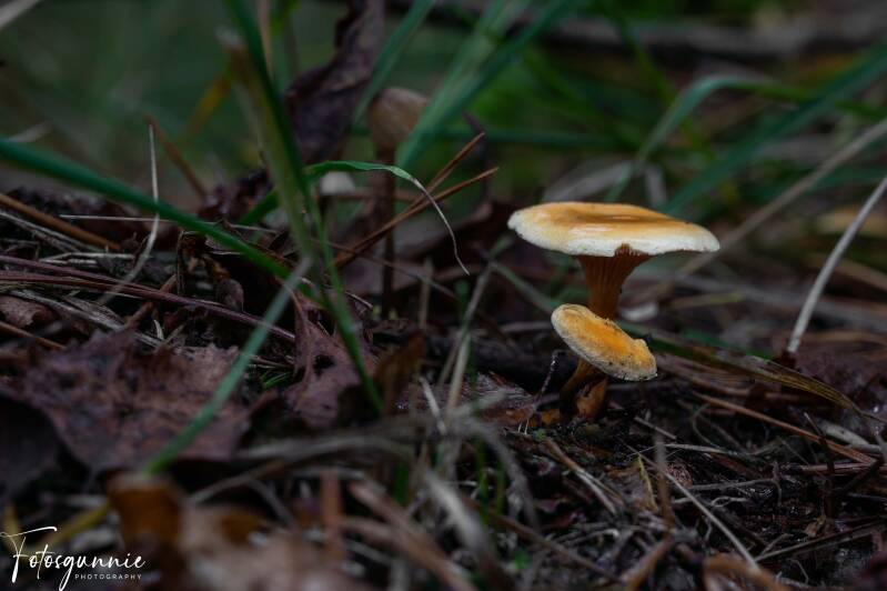 paddestoelen-10-2024-7-standard.jpg