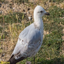 Seagull-1.jpg