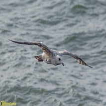Seagull-7.jpg