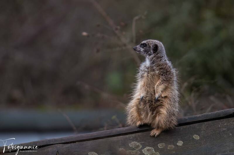 safariparkbeeksebergen02-2024-19.jpg