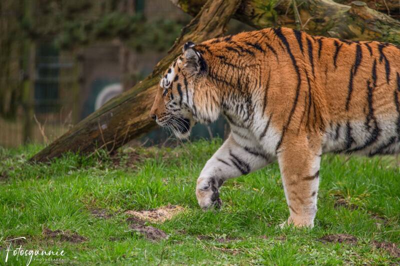 safariparkbeeksebergen02-2024-21.jpg
