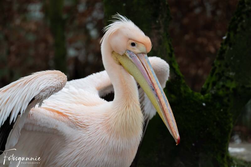 safariparkbeeksebergen02-2024-29.jpg