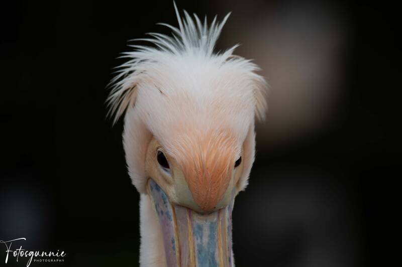 safariparkbeeksebergen02-2024-32.jpg