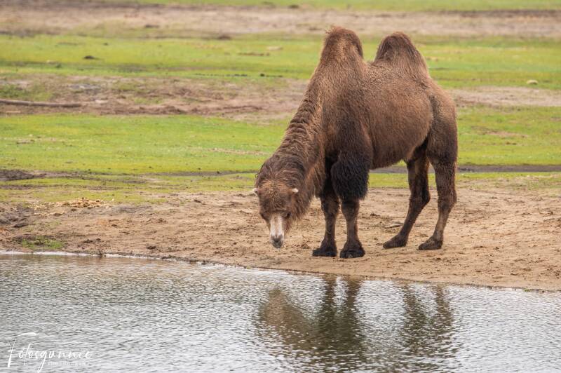 safariparkbeeksebergen02-2024-34.jpg
