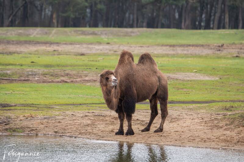 safariparkbeeksebergen02-2024-35.jpg