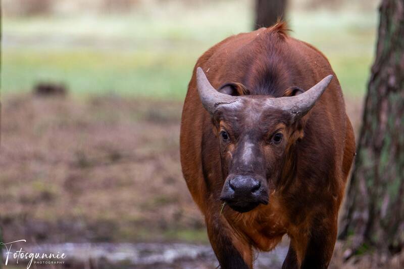 safariparkbeeksebergen02-2024-6.jpg