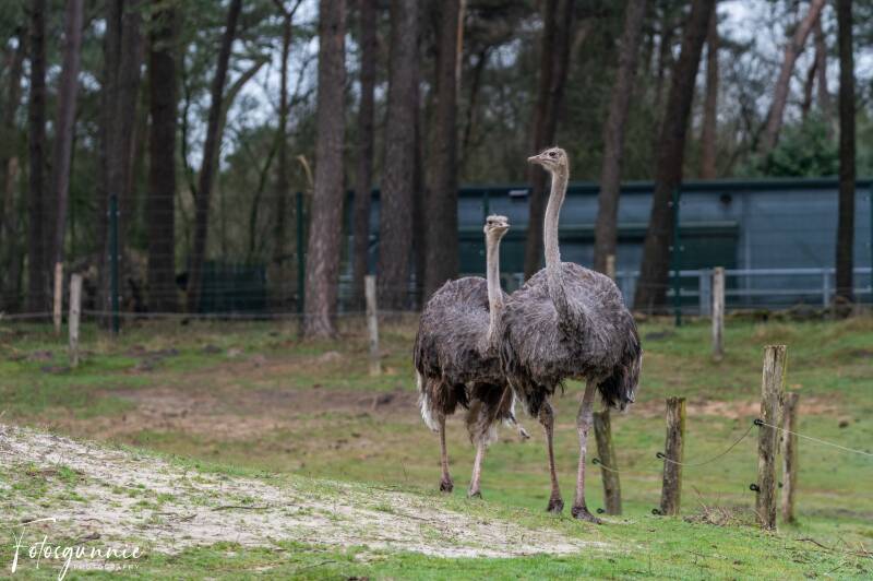 safariparkbeeksebergen02-2024-8.jpg