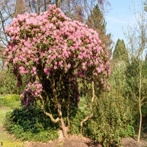 ArboretumKalmthout-34.jpg