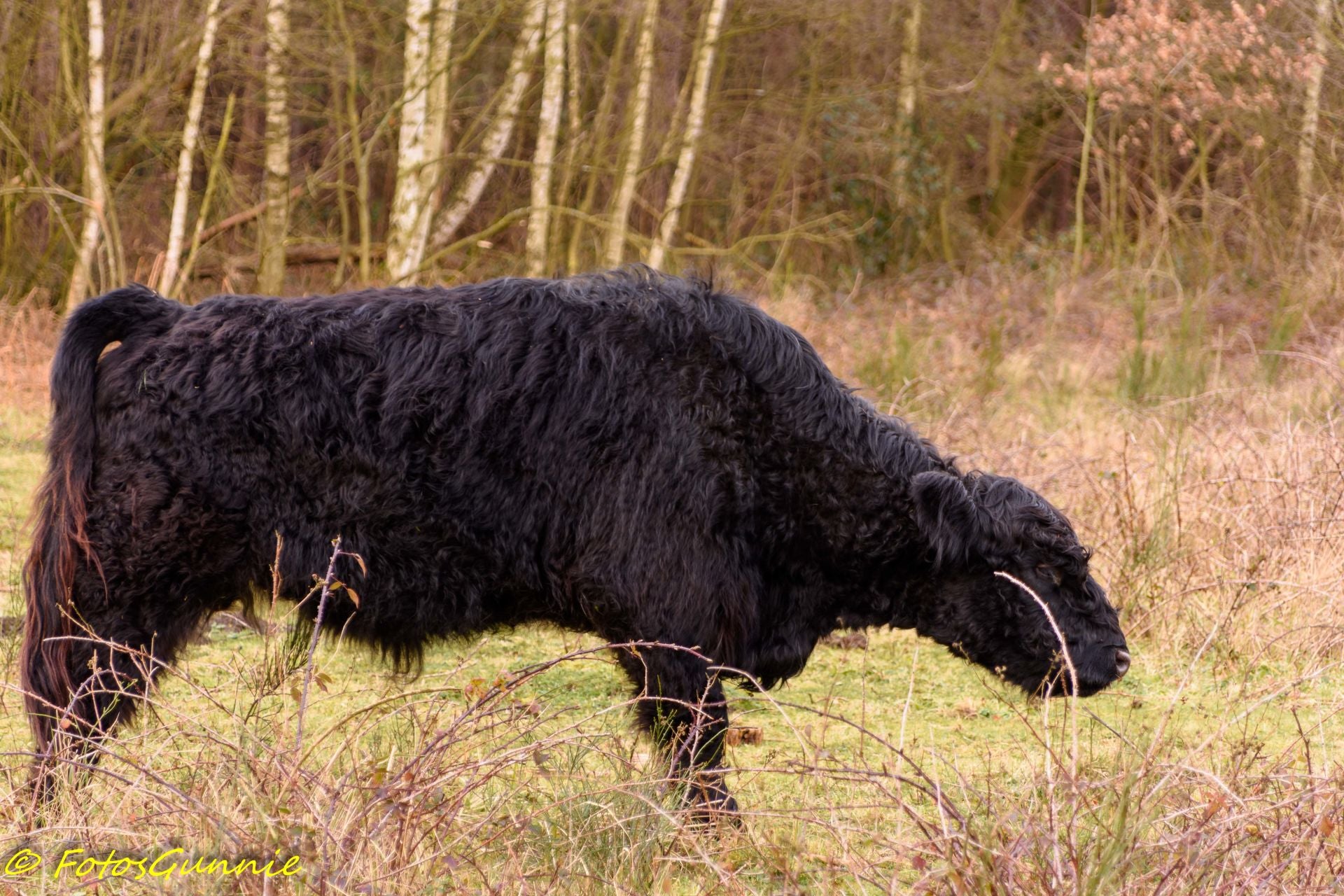 Heidebosgalloways-14.jpg