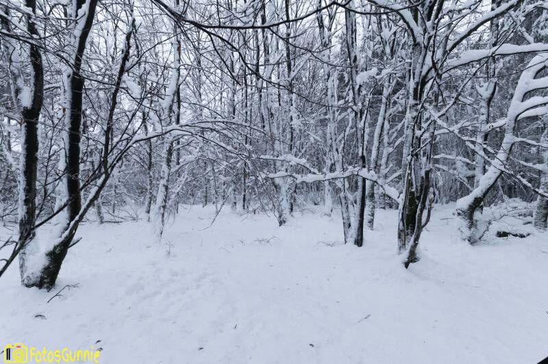 sneeuwlandschap-2.jpg