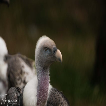 safariparkbeeksebergenjuli2023-10.jpg