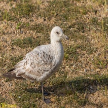 Seagull-2.jpg