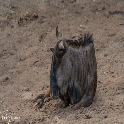 safariparkbeeksebergenjuli2023-1.jpg