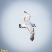 Seagull-13.jpg