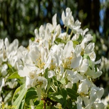 ArboretumKalmthout-10.jpg