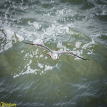 Seagull-9.jpg