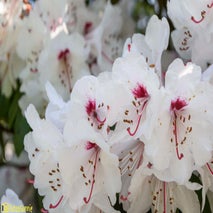 ArboretumKalmthout-9.jpg