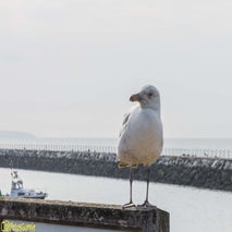 Seagull-19.jpg