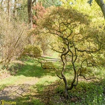 ArboretumKalmthout-17.jpg