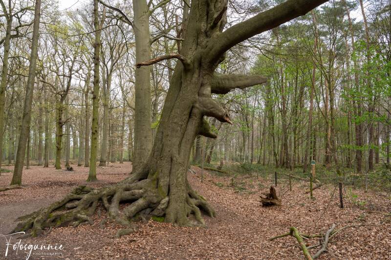 zevenbergenbos04-2023-27.jpg