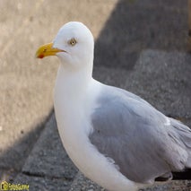 Seagull-3.jpg