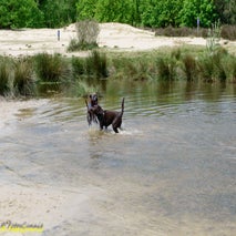 HondenspelDrunenseduinen-1.jpg