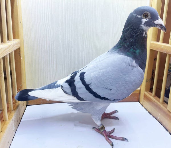 INBRED OLYMPIC ROSITA MOTHER KITTEL AND GREIPEL