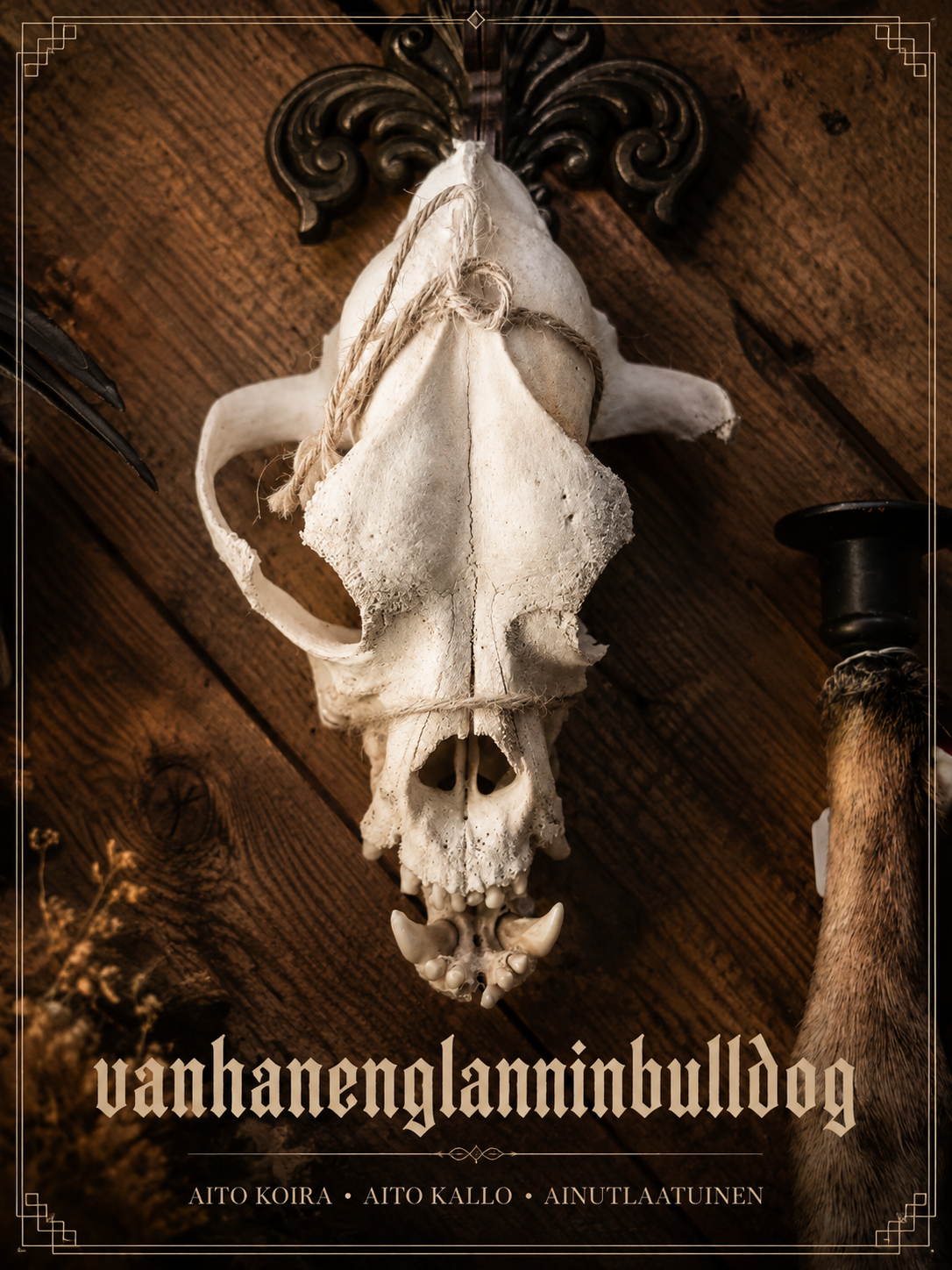 Vanhanenglanninbulldog