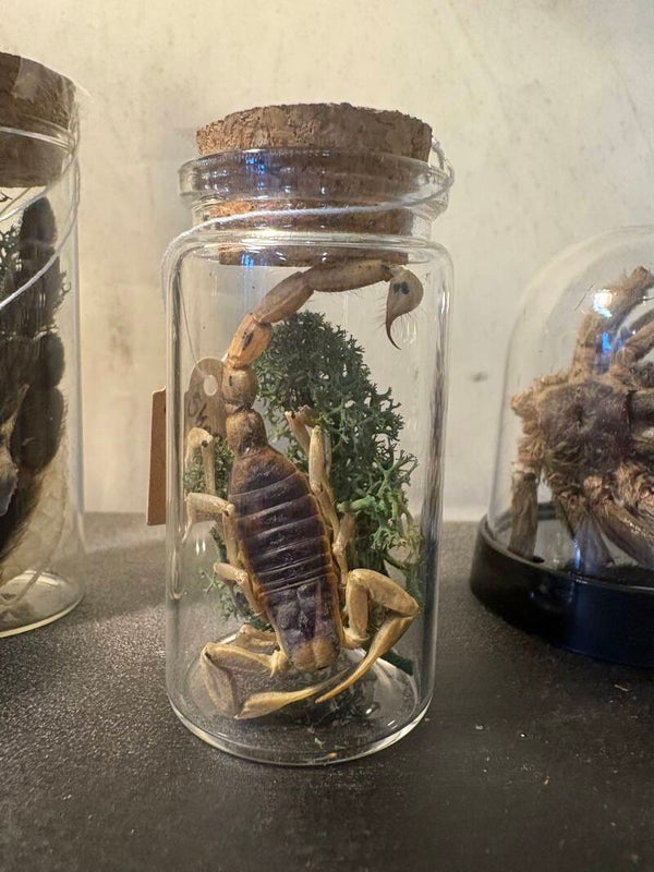 Pieni skorppioni lasipurkissa