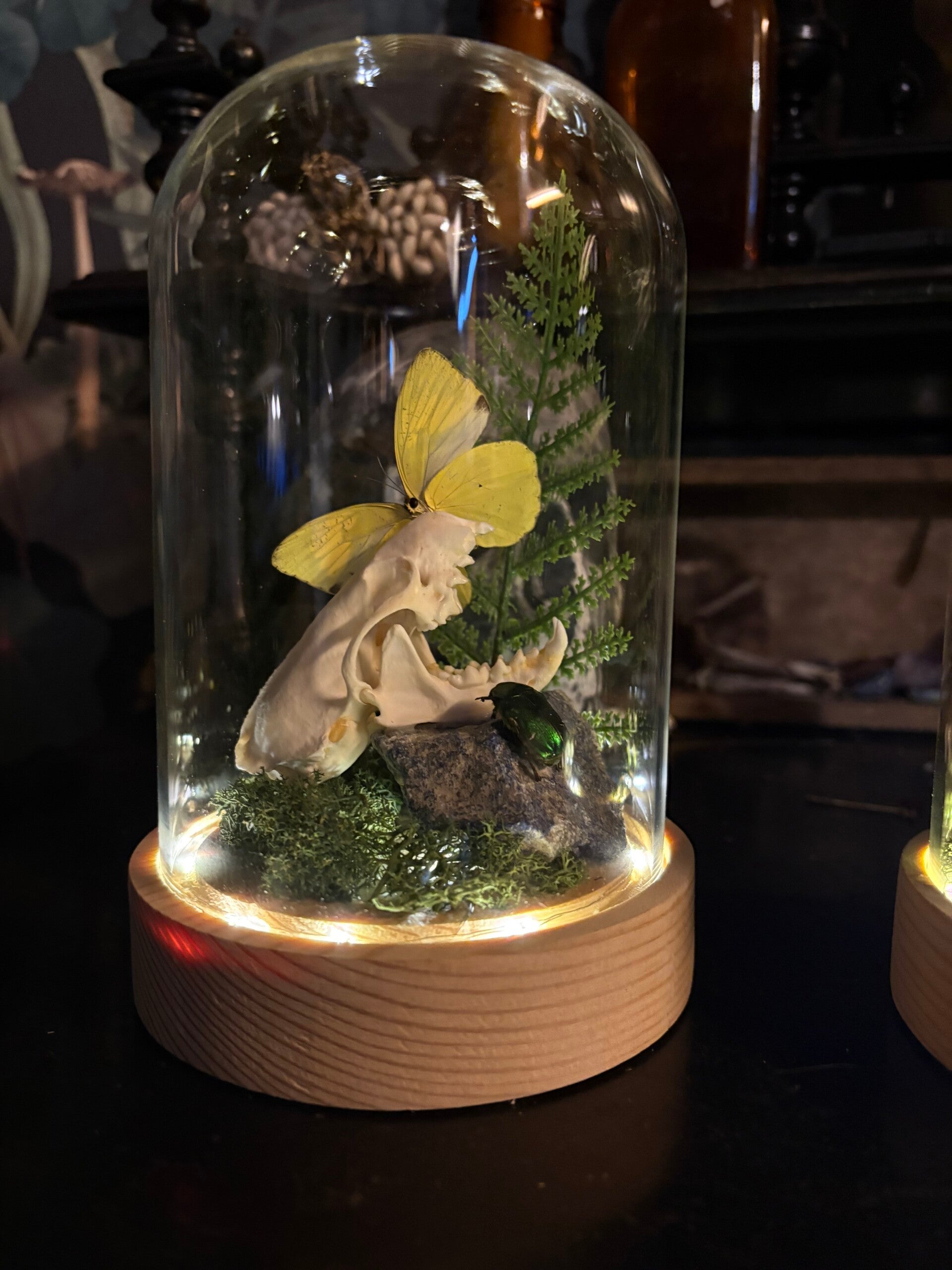 Minkin kallo lasikuvussa