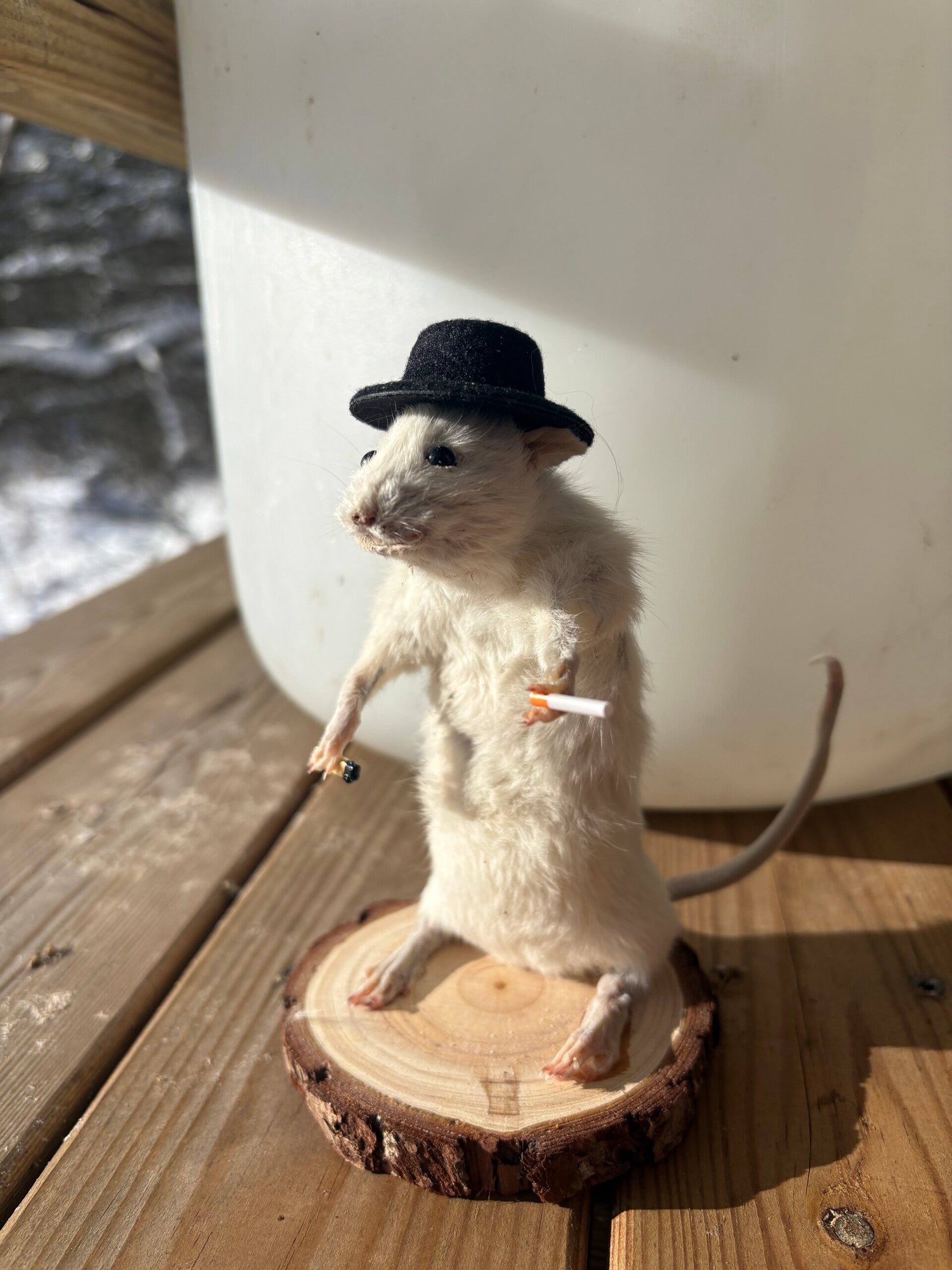 Robert