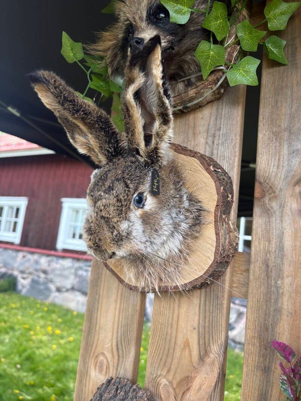 Pupunpää