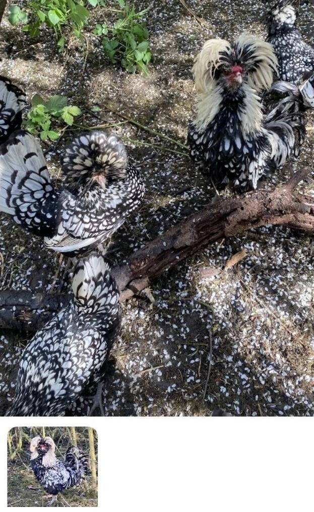 - Frizzle Silver Polish sold out