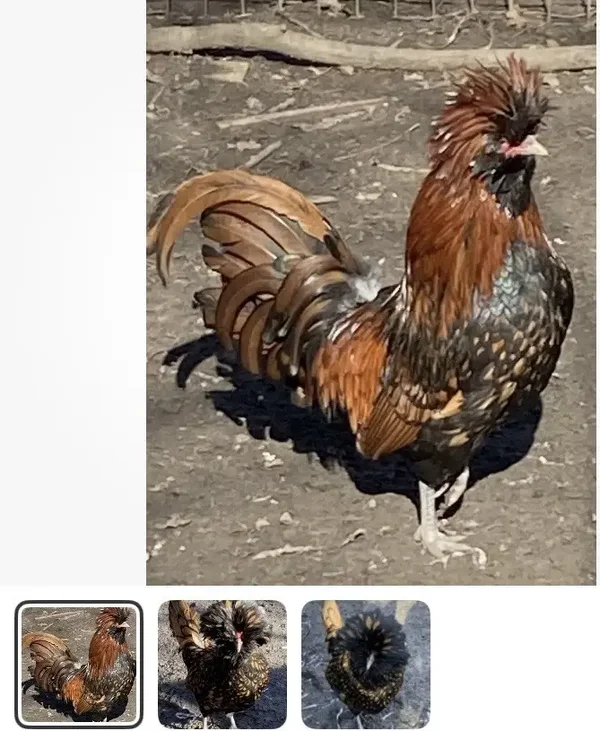 Gold Laced Polish sold out