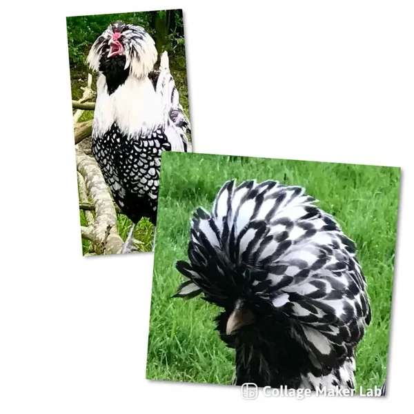 SOLD OUT - LF Silver Laced Polish