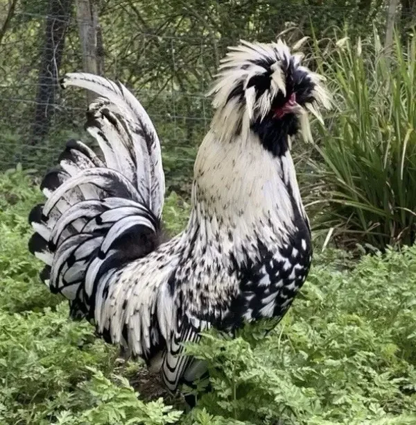 Silver Laced Polish.sold out