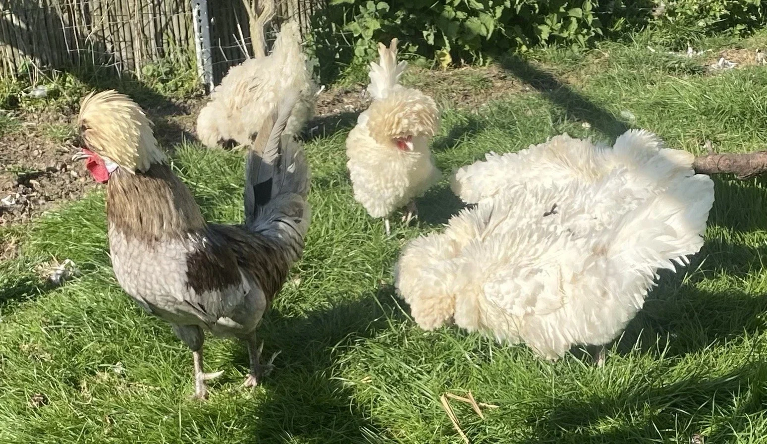 Splash Polish with Blue Rooster sold out