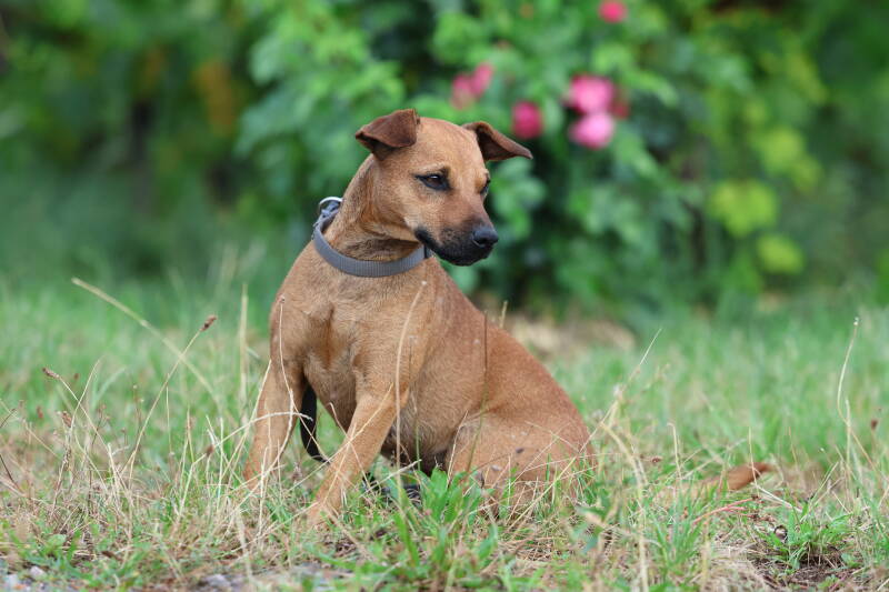 Bine´s Patterdale - Bine´s Abby