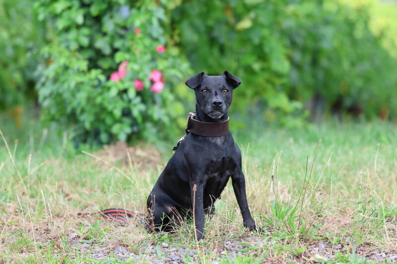 Bine´s Patterdale - Patterdale Terrier Klärchen