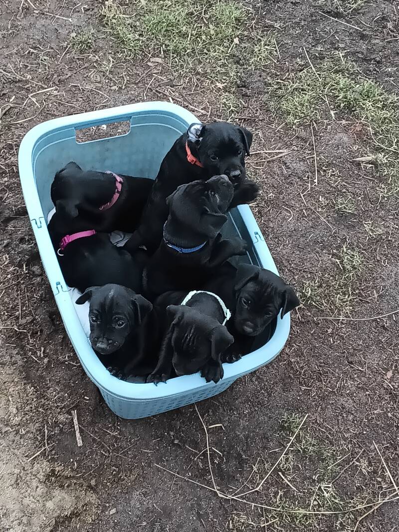  Bine´s Patterdale - Welpen Patterdale Terrier