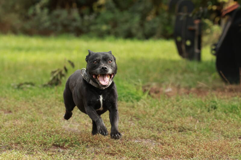 Bine´s Patterdale - Patterdale Terrier Gundel