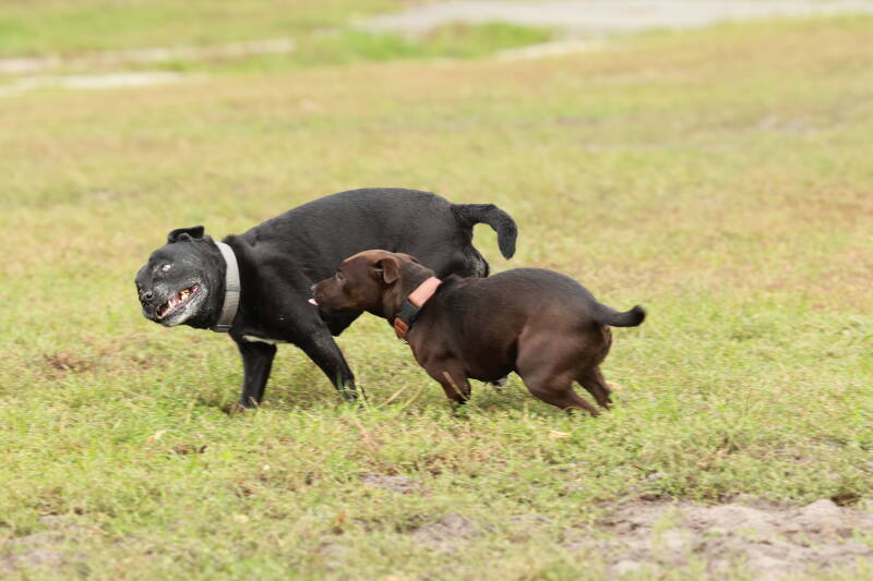 Bine´s Patterdale - Patterdale Terrier Gundel + Feely